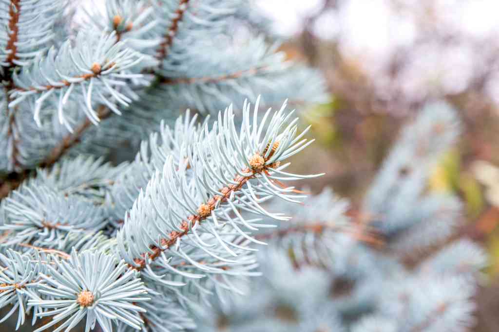Colorado Blue Spruce