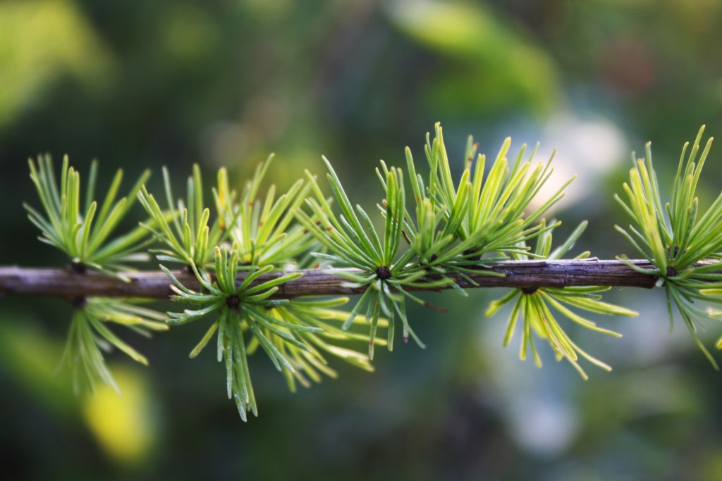 Larch (Tamarack)