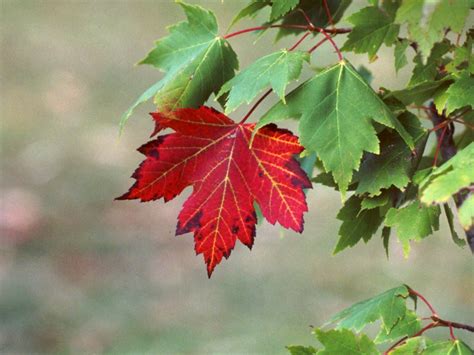 Sugar Maple
