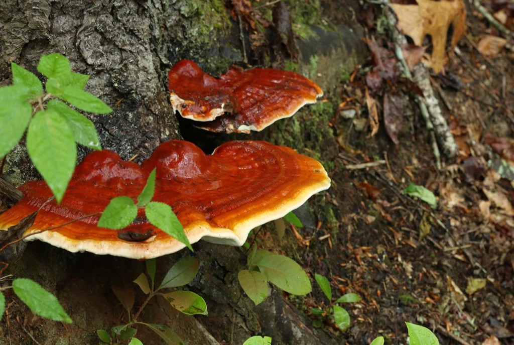 Reishi