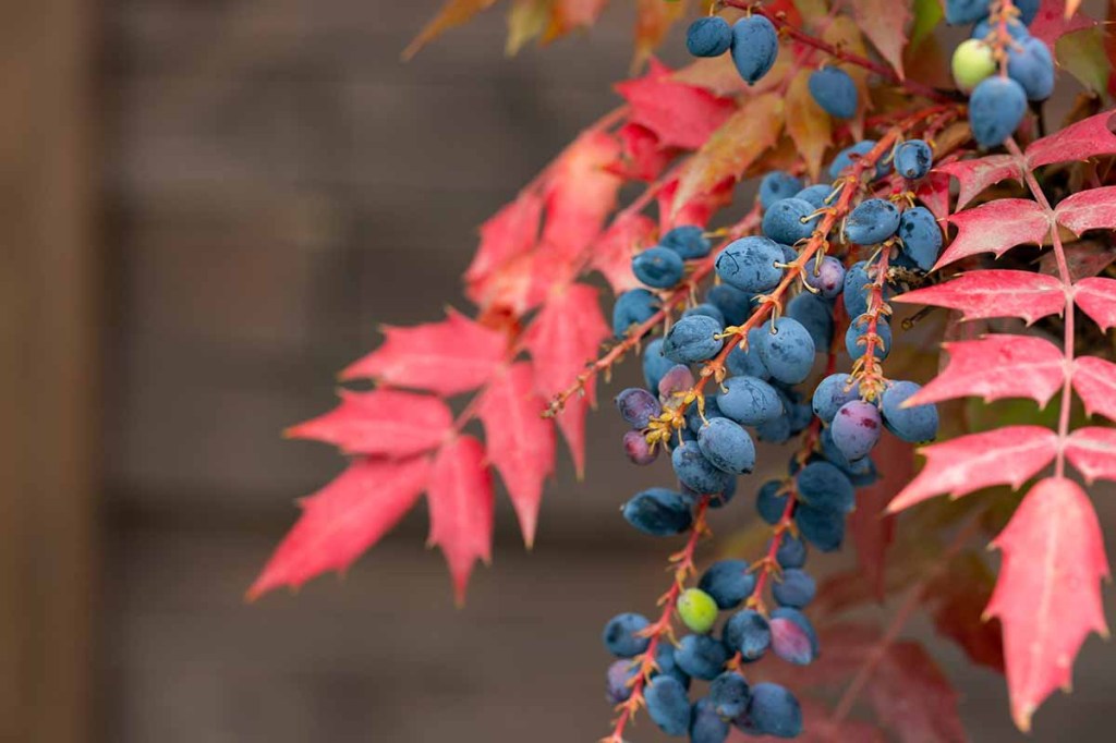 Oregon Grape