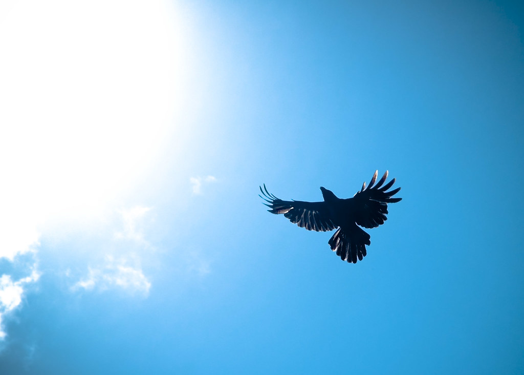 As The Crow Flies