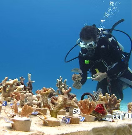 Report: Reef Ecology&nbsp;Course